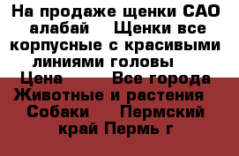 На продаже щенки САО (алабай ). Щенки все корпусные с красивыми линиями головы . › Цена ­ 30 - Все города Животные и растения » Собаки   . Пермский край,Пермь г.